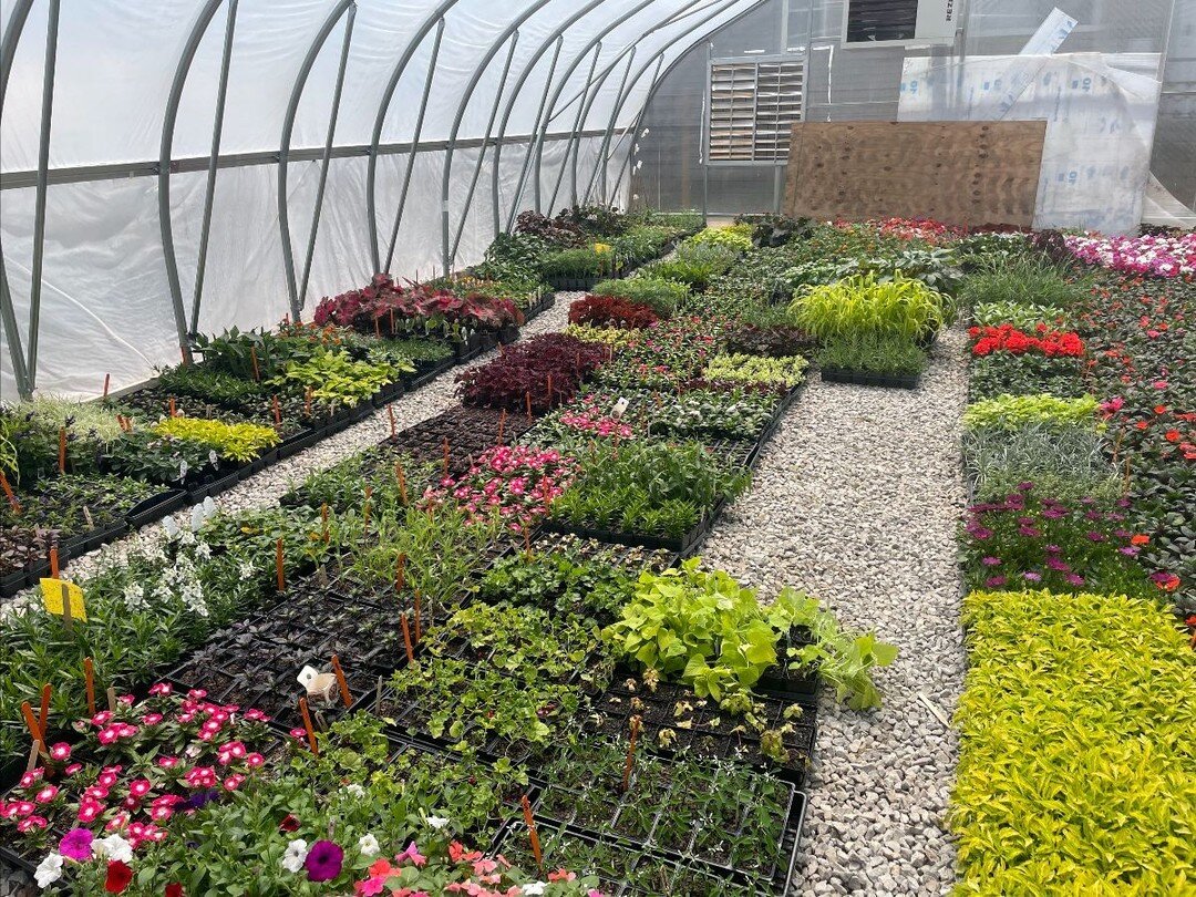 Late Spring Update: check your email inbox! Here's our greenhouse, stocked with next week's deliveries.