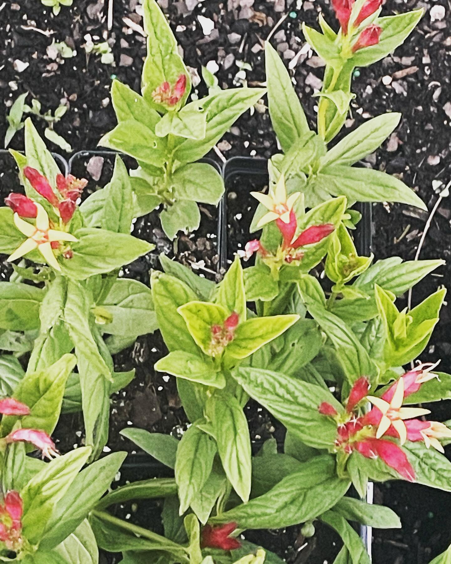 Yes we have them and they are blooming!!! #pinkroot #nativeplants #spigeliamarilandica