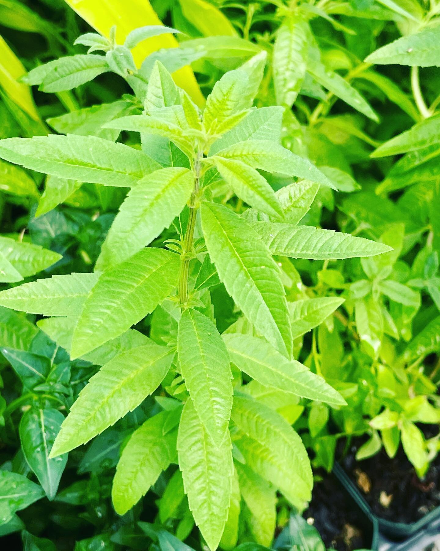 Sunday spotlight: as the hot weather rolls in, lemon verbena is thriving. It&rsquo;s not a coincidence that it makes the best iced tea for these hot humid days! #peatfree #urbannursery