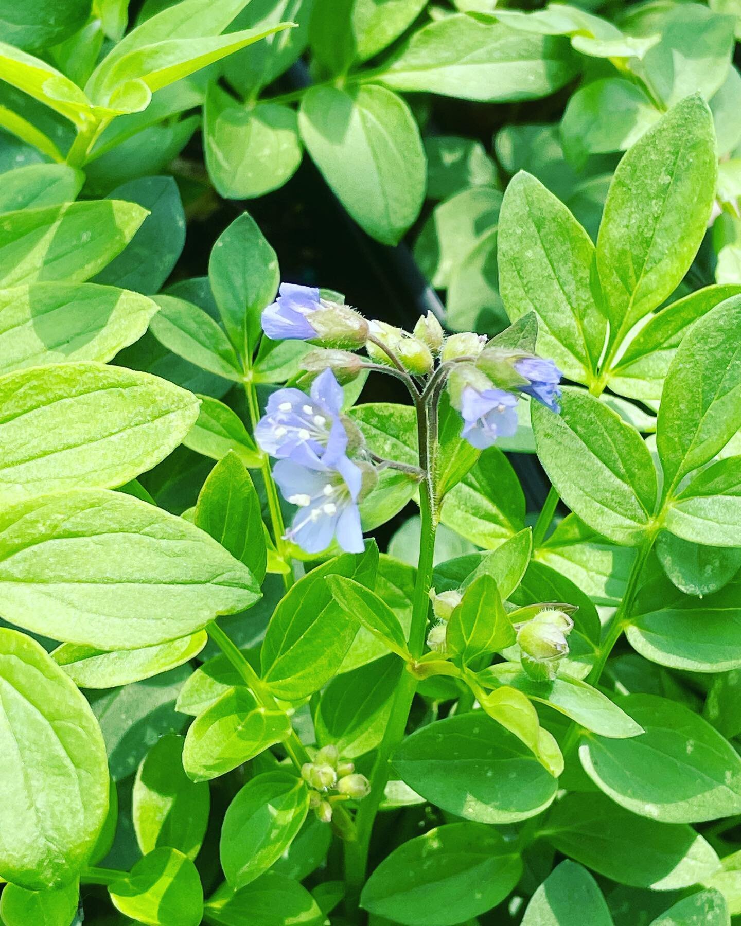 Jacob&rsquo;s ladder (polemonium reptans) is a beautiful native whose foliage makes a lovely ground cover after its spring blooms provide nourishment to pollinators. And ours is in bloom! #nativeplants #peatfree #urbannursery