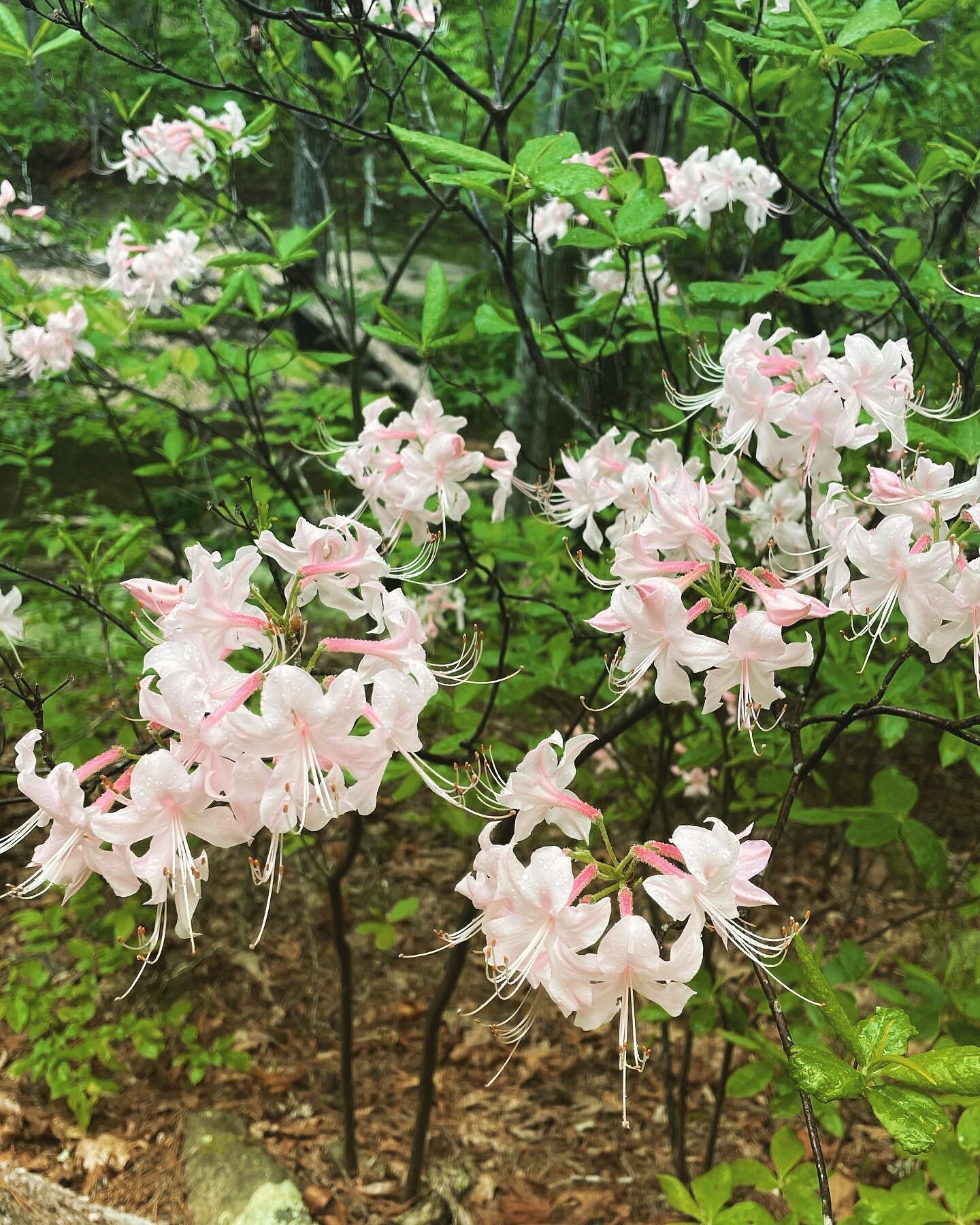 It&rsquo;s azalea time at Hawn State Park! This azalea is special because it thrives in one specific place&mdash;and that&rsquo;s in those woods, not here in the city! But we have lots of woodland native plants that will work beautifully in our city 