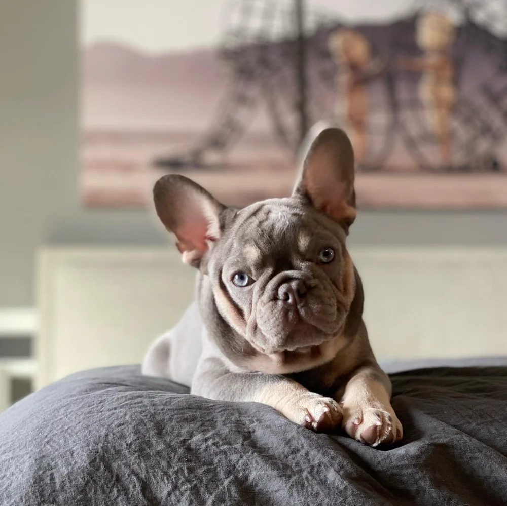Best French Bulldog breeder in the MidwestChicago suburbs, Illinois