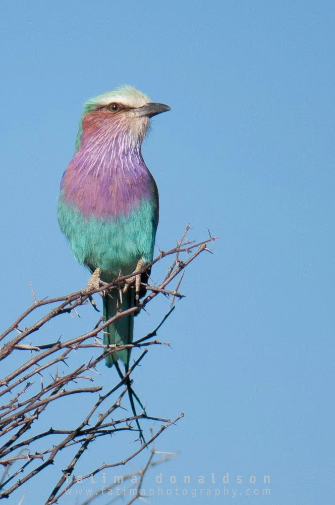 Lilac Breasted Roller