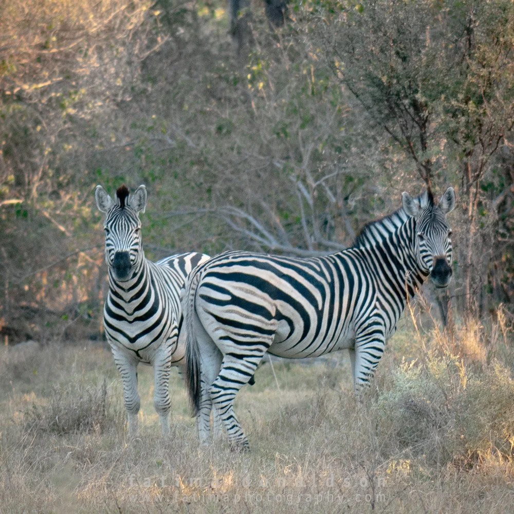 20110615-_DSC4385.jpg