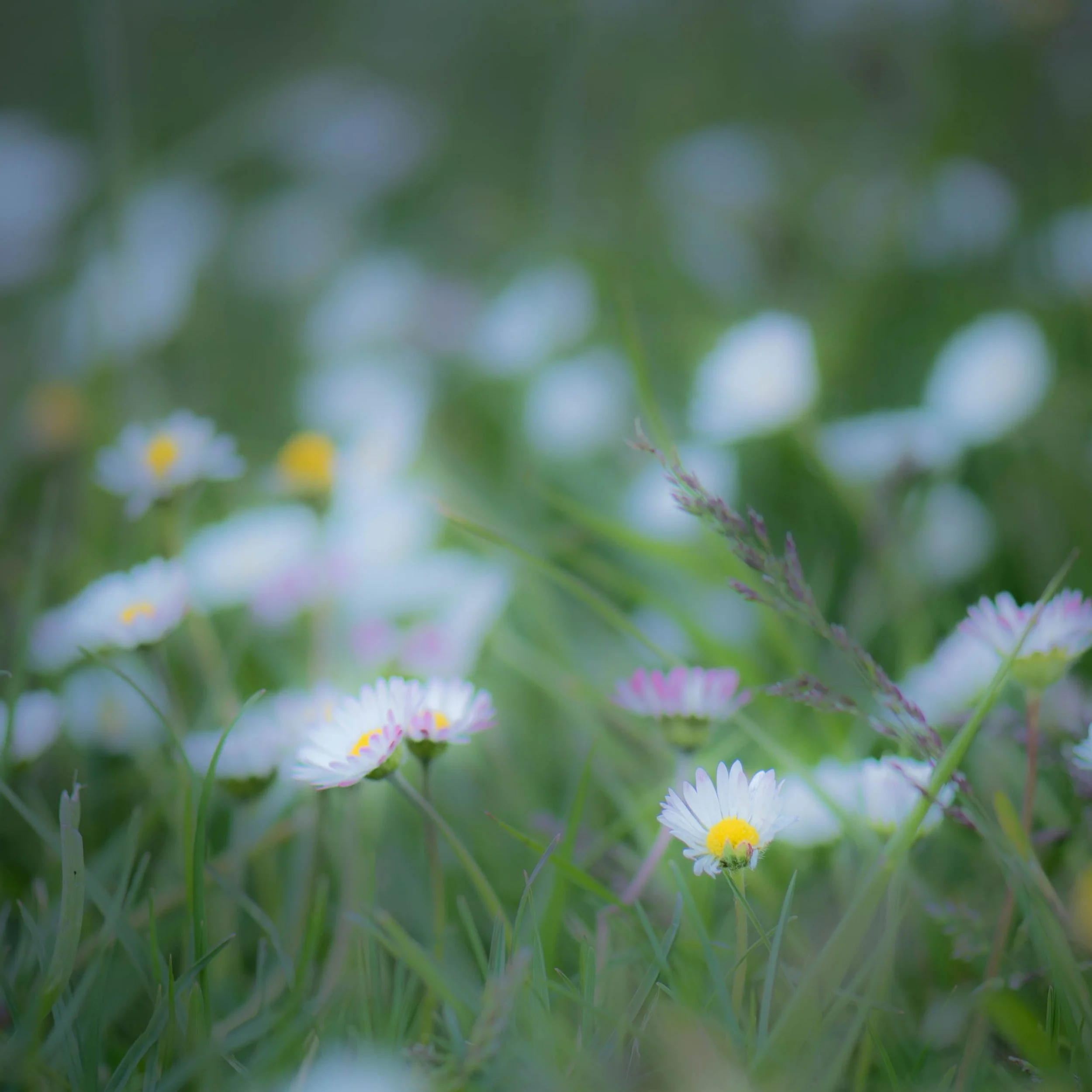 20150506-DSC_2176.jpg