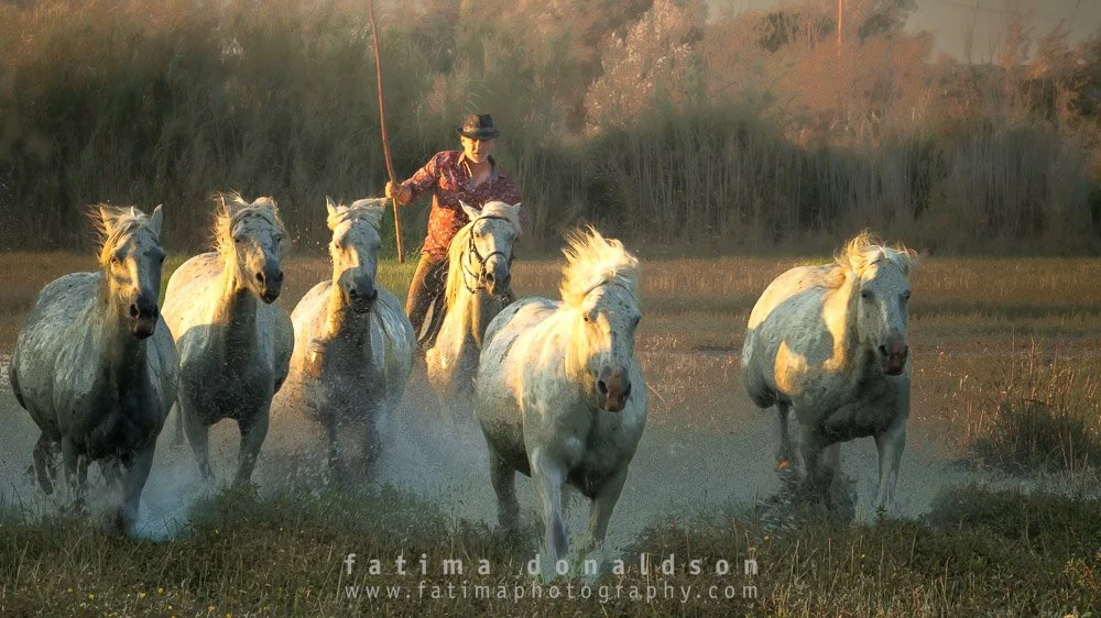Wild & Free Camargue Horses1035-3.jpg