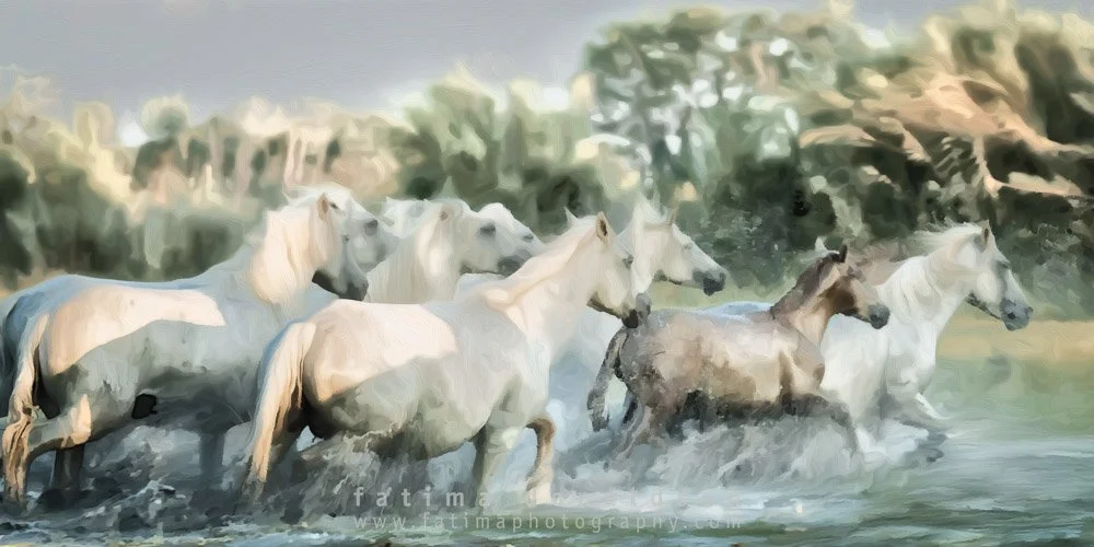 Wild & Free Camargue Horses56.jpg
