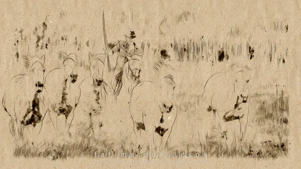 Wild & Free Camargue Horses05.jpg