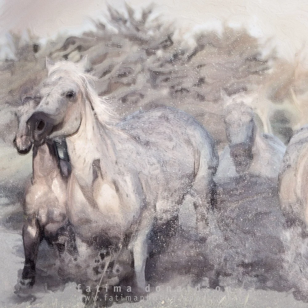 Wild & Free Camargue Horses12-3.jpg