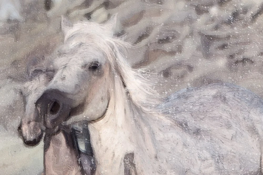 Wild & Free Camargue Horses12-4.jpg