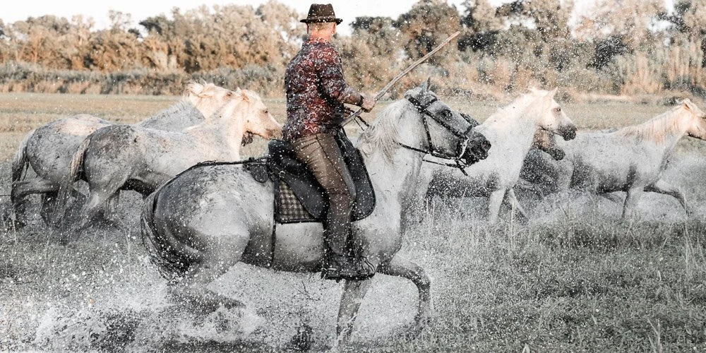 Wild & Free Camargue Horses1280.jpg
