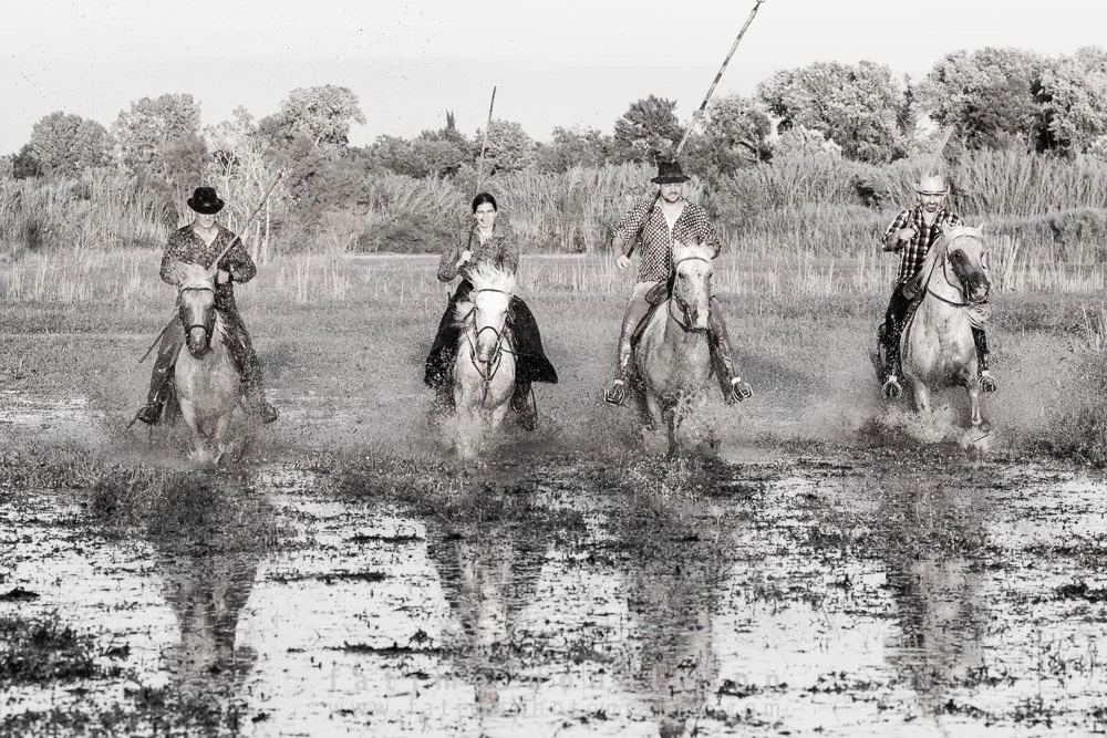 Wild & Free Camargue Horses1296.jpg