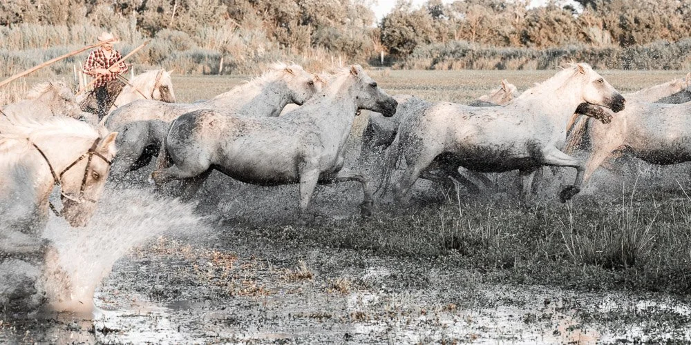 Wild & Free Camargue Horses1278.jpg