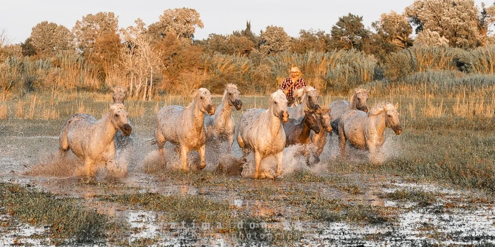 Wild & Free Camargue Horses1270.jpg