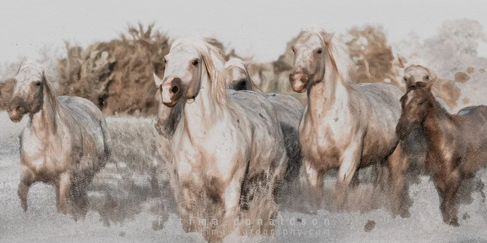 Wild & Free Camargue Horses1247-3.jpg