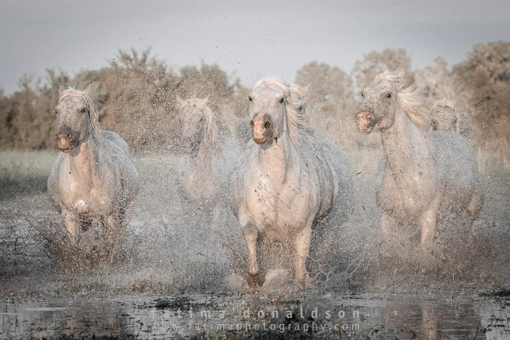 Wild & Free Camargue Horses1246-4.jpg