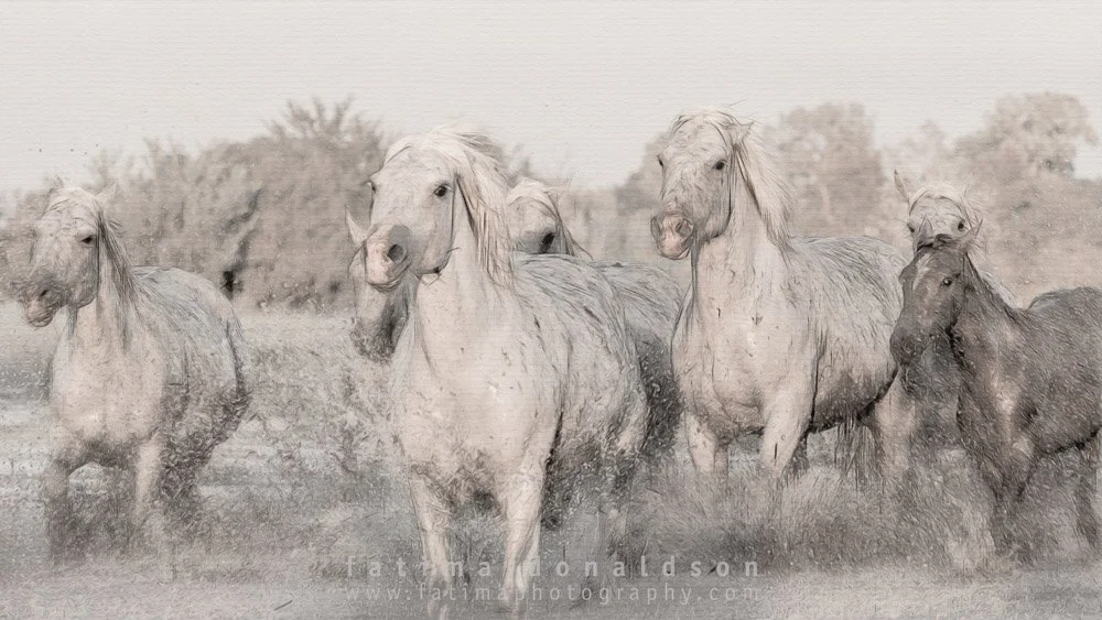 Wild & Free Camargue Horses1247.jpg