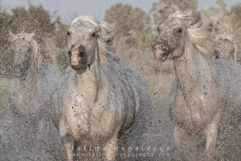Wild & Free Camargue Horses1246.jpg