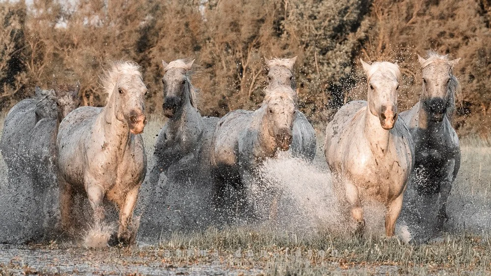 Wild & Free Camargue Horses1222.jpg