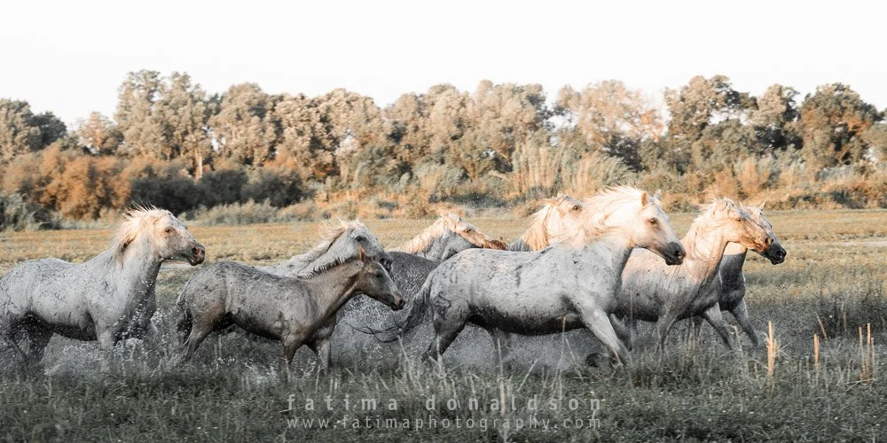 Wild & Free Camargue Horses1205.jpg