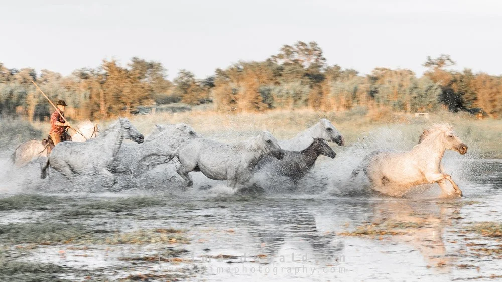 Wild & Free Camargue Horses1189.jpg