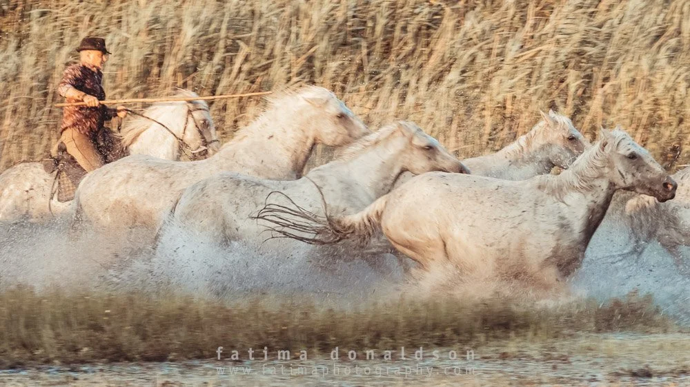 Wild & Free Camargue Horses1183.jpg
