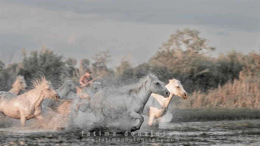 Wild & Free Camargue Horses1128.jpg