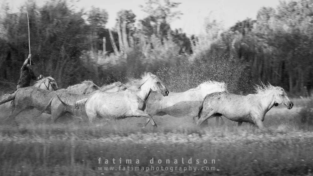 Wild & Free Camargue Horses1178.jpg