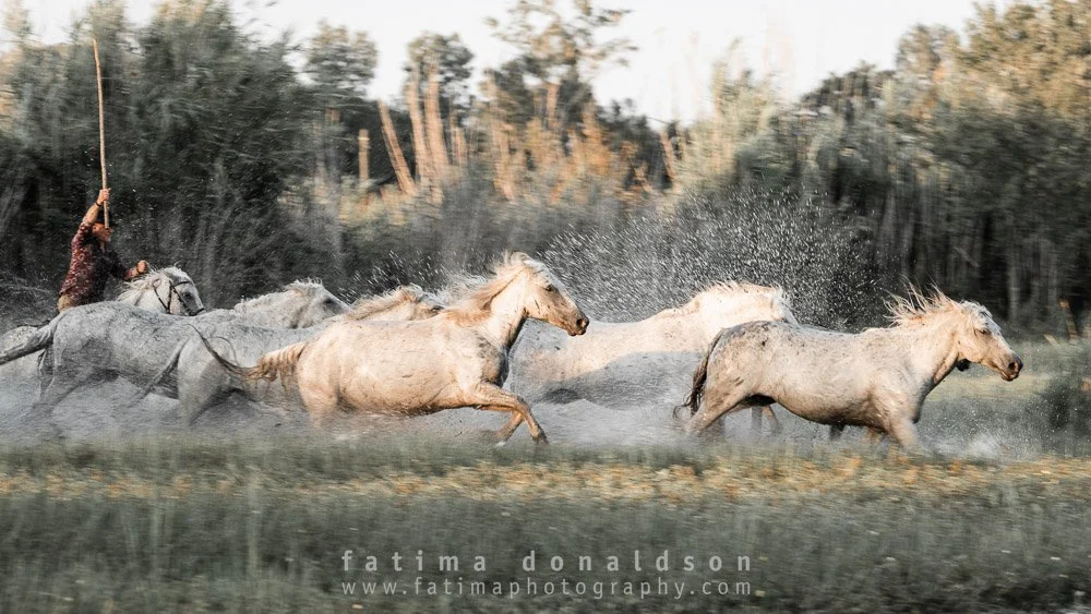 Wild & Free Camargue Horses1178-2.jpg