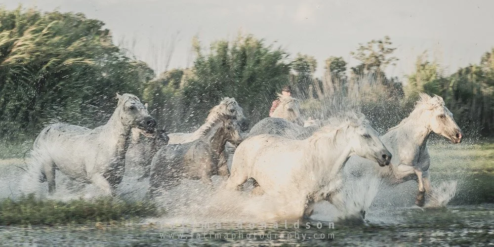 Wild & Free Camargue Horses1127.jpg