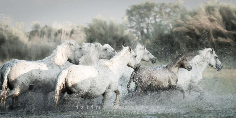 Wild & Free Camargue Horses1099.jpg