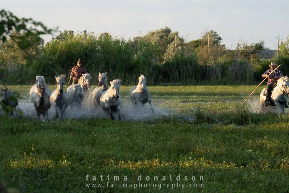 Wild & Free Camargue Horses1030.jpg