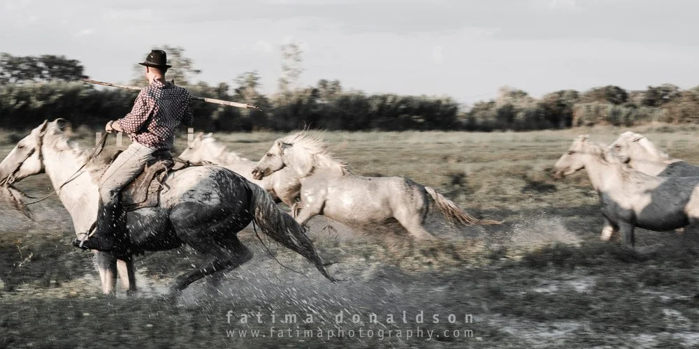 Wild & Free Camargue Horses1019.jpg
