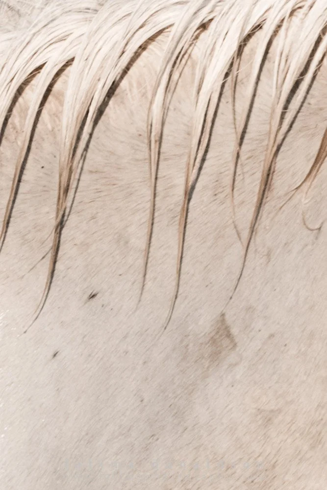Wild & Free Camargue Horses0950.jpg