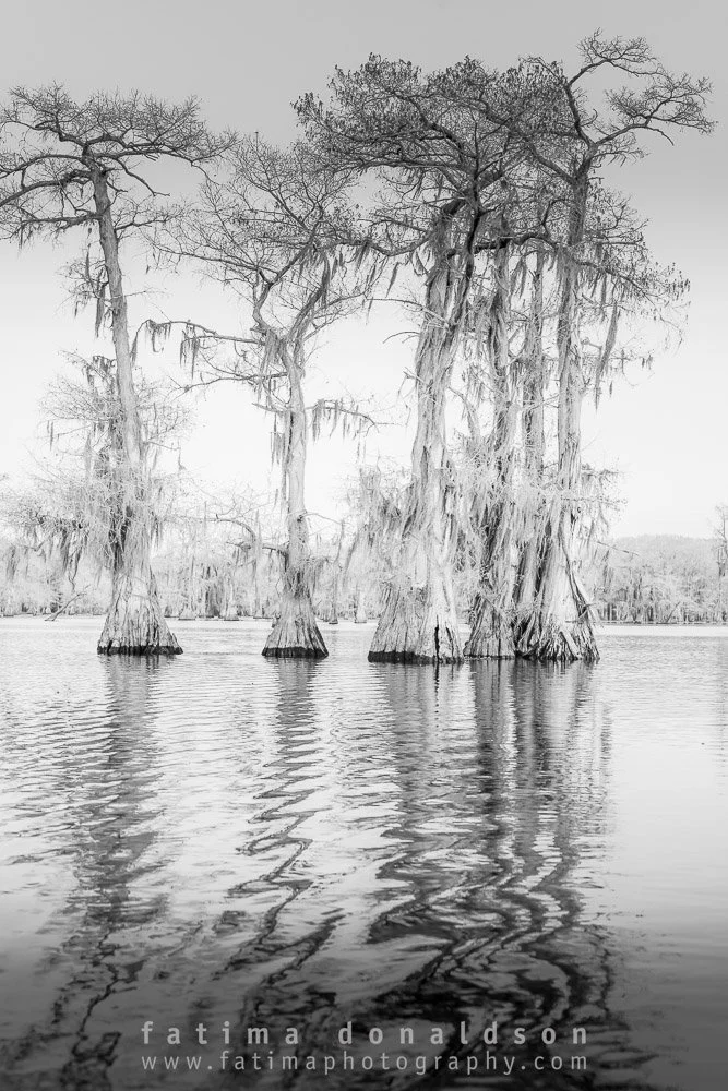 Caddo Lake Stand Tall