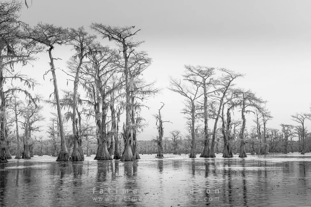 Caddo Lake The Gathering