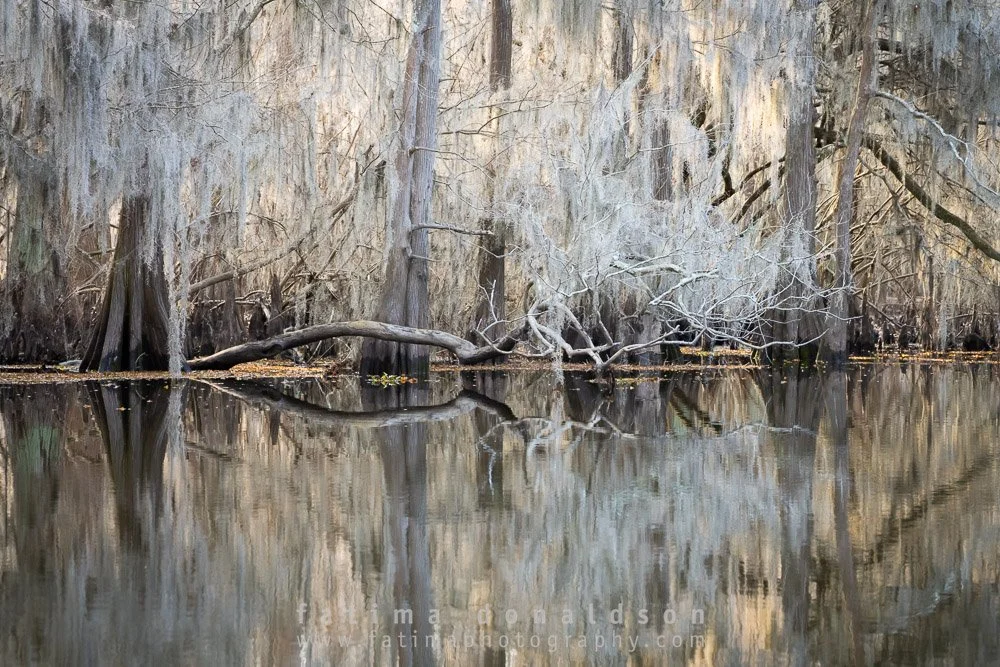 Caddo Lake Out on a Limb Color