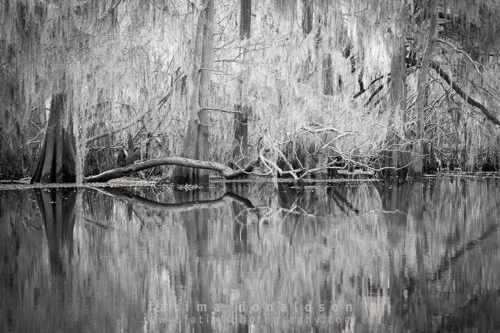Caddo Lake Out on a Limb BW