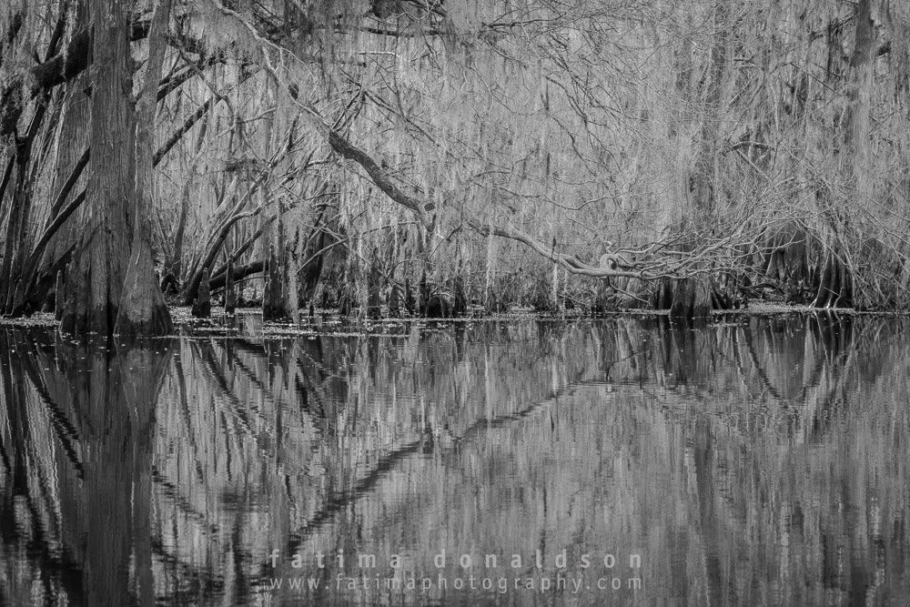 Caddo Lake Reaching
