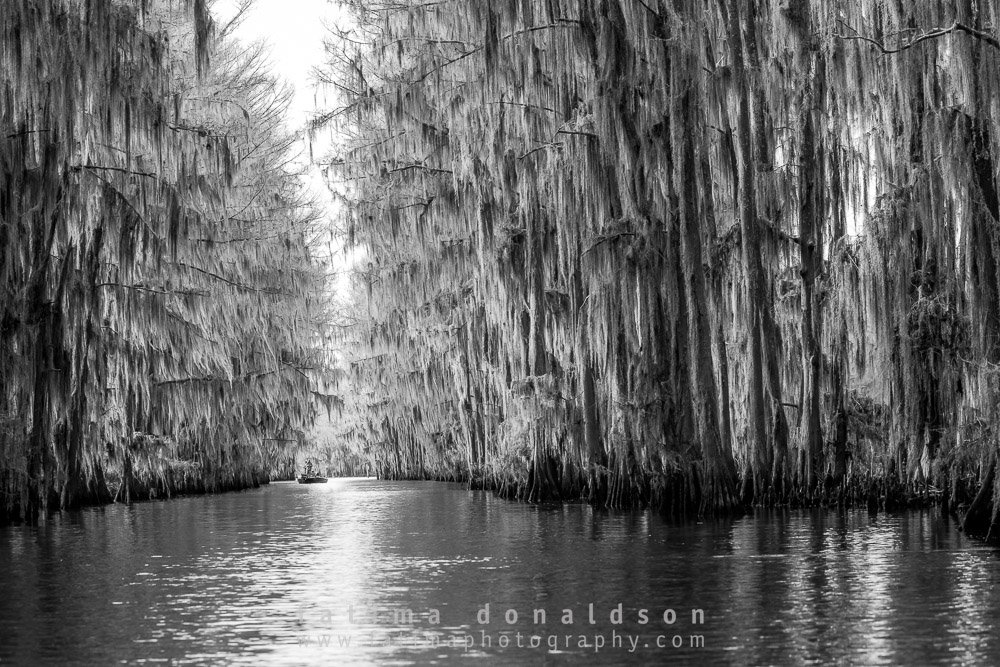 Caddo Lake The Way