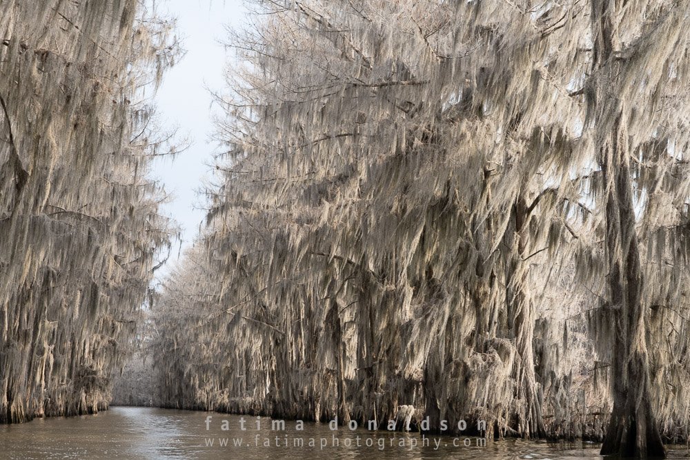 Caddo Lake The Way Color