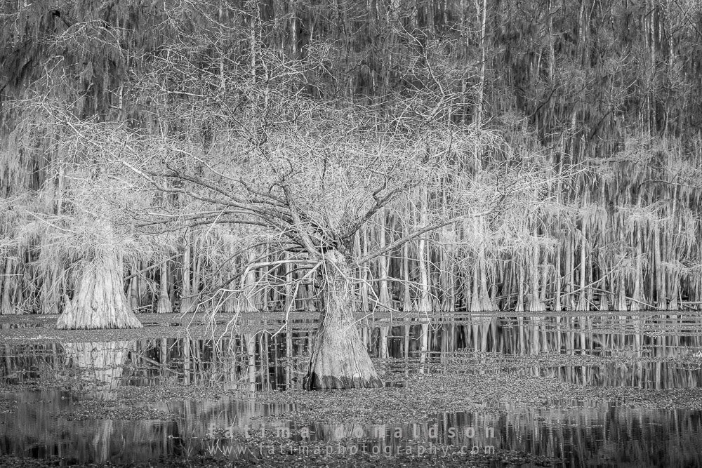 Caddo Lake Winter Glory