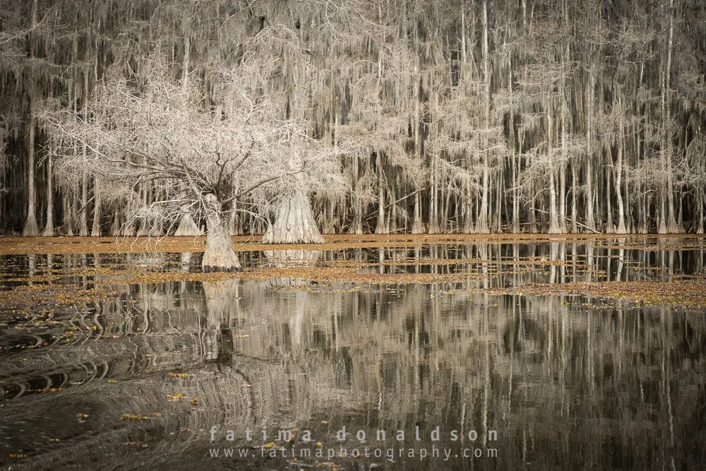 Caddo Lake Stillness Color