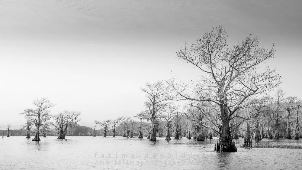 Caddo Lake The Gang