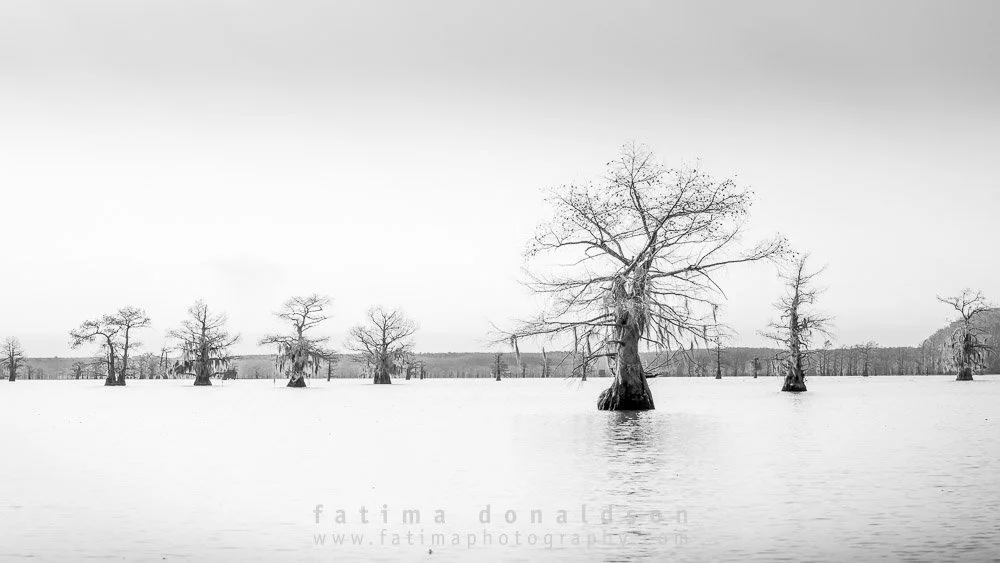 Caddo Lake Landscape