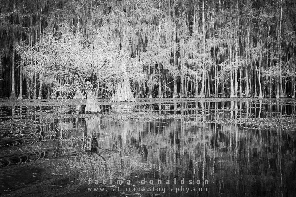 Caddo Lake Stillness BW