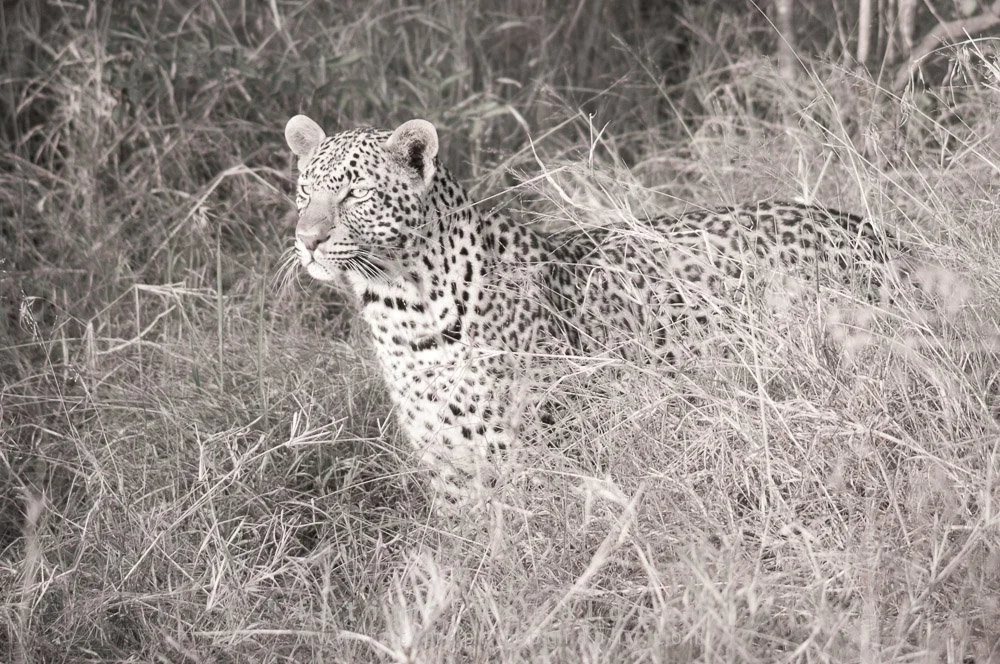 Leopard Watchful Eye