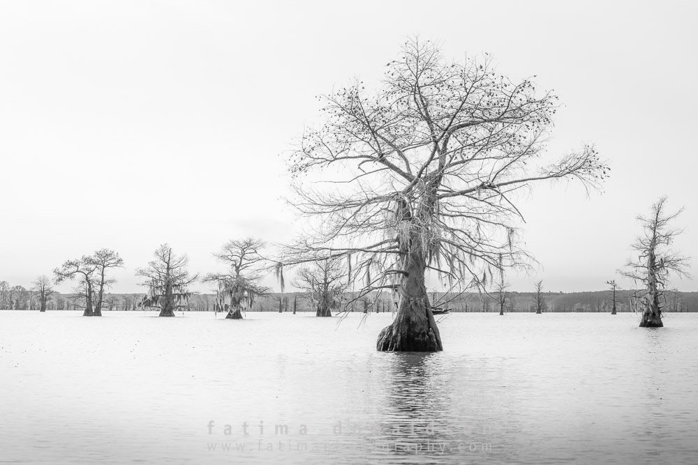 Winter at CADDO LAKE
