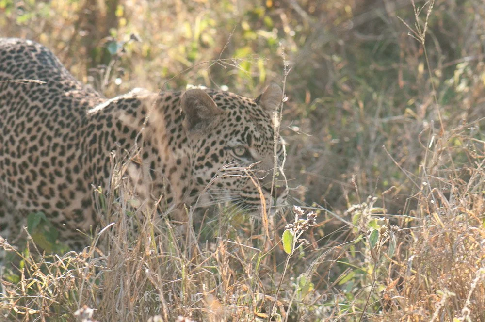 Leopard Blended