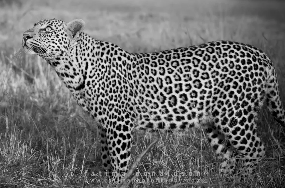 Leopard black & white